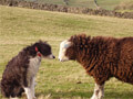 Herdwick Sheep