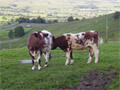 Beef shorthorn cattle