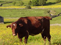 Beef shorthorn cattle