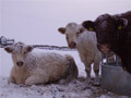 Beef shorthorn cattle