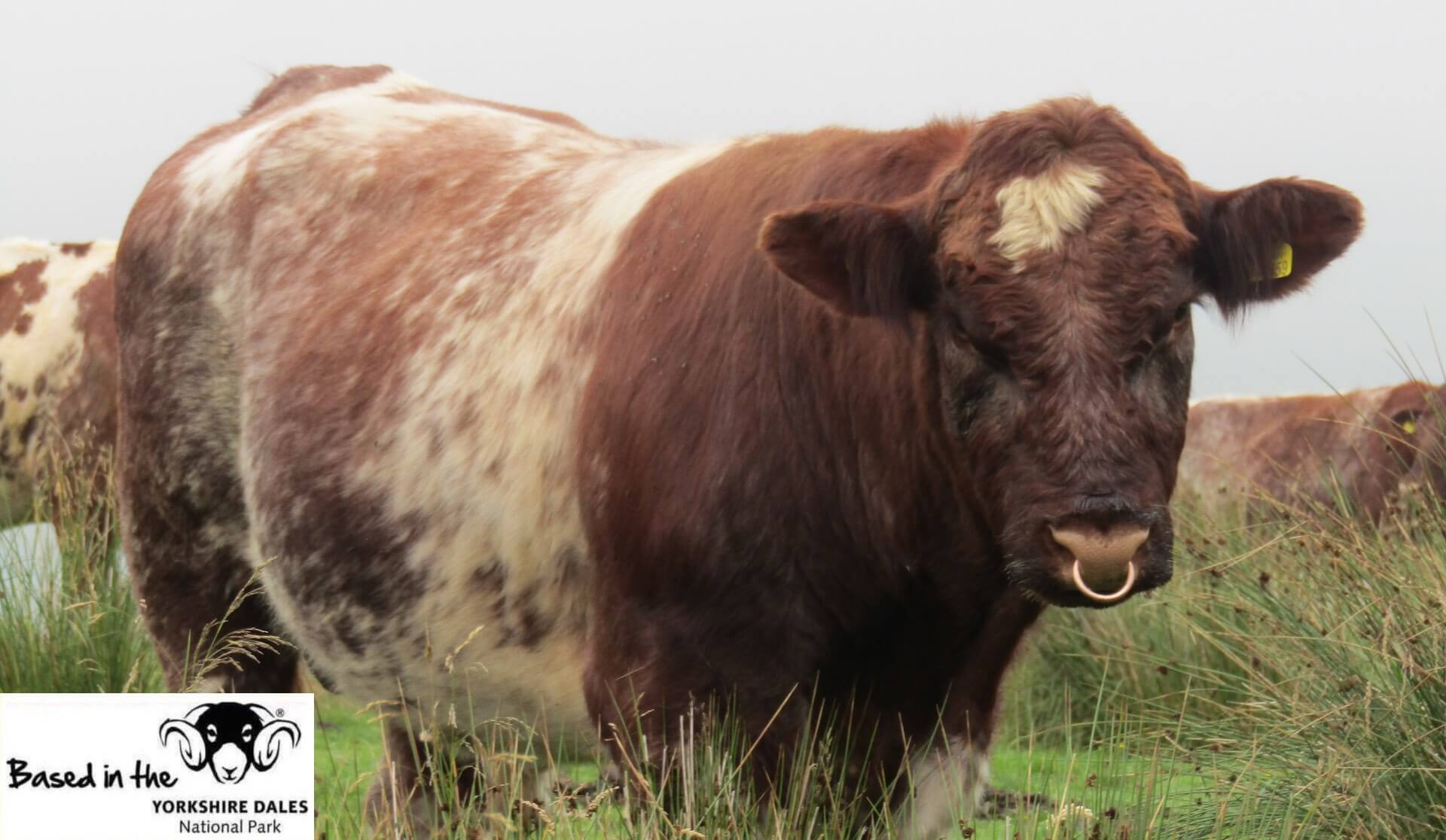 Beef Shorthorn Cattle