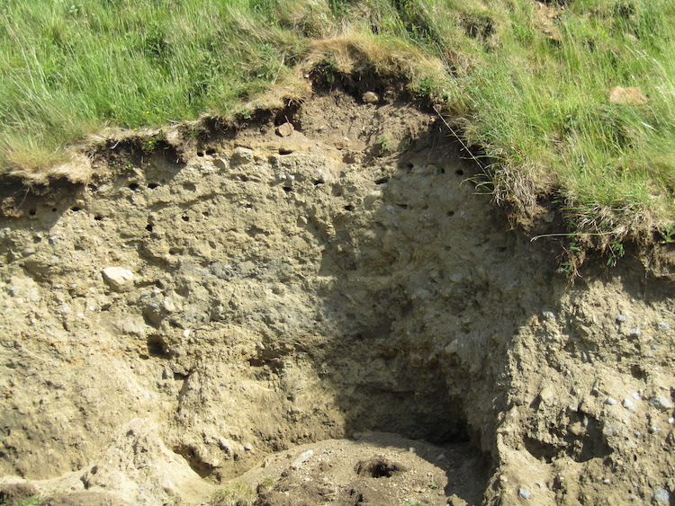 The breeding holes of a Sand Martin colony in a sand bank